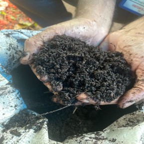 Organic compost