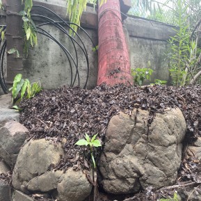 Mulch applied in raised bed