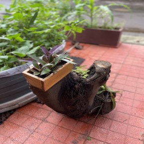 Window and balcony planter