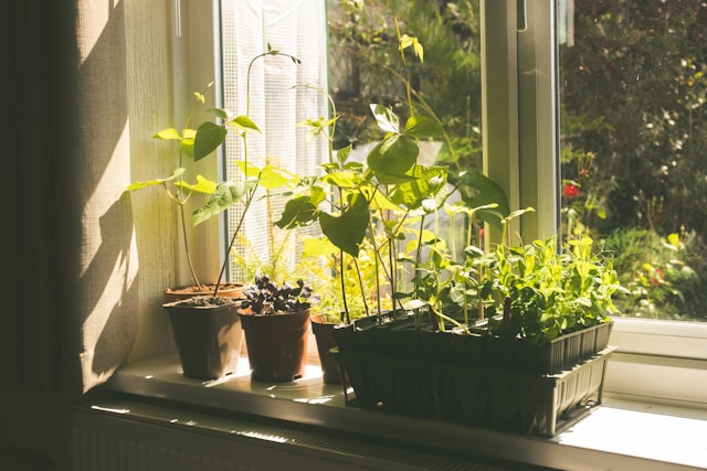 Urban farming with planters