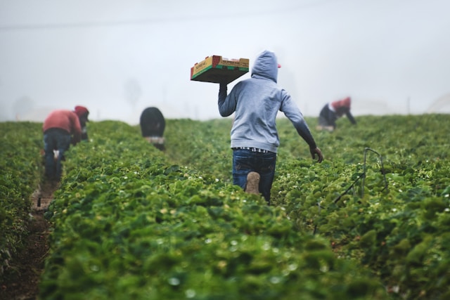Growing systems with purpose