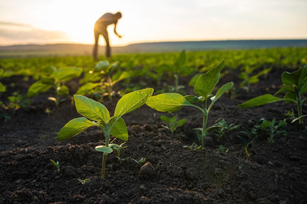 Urban farming services