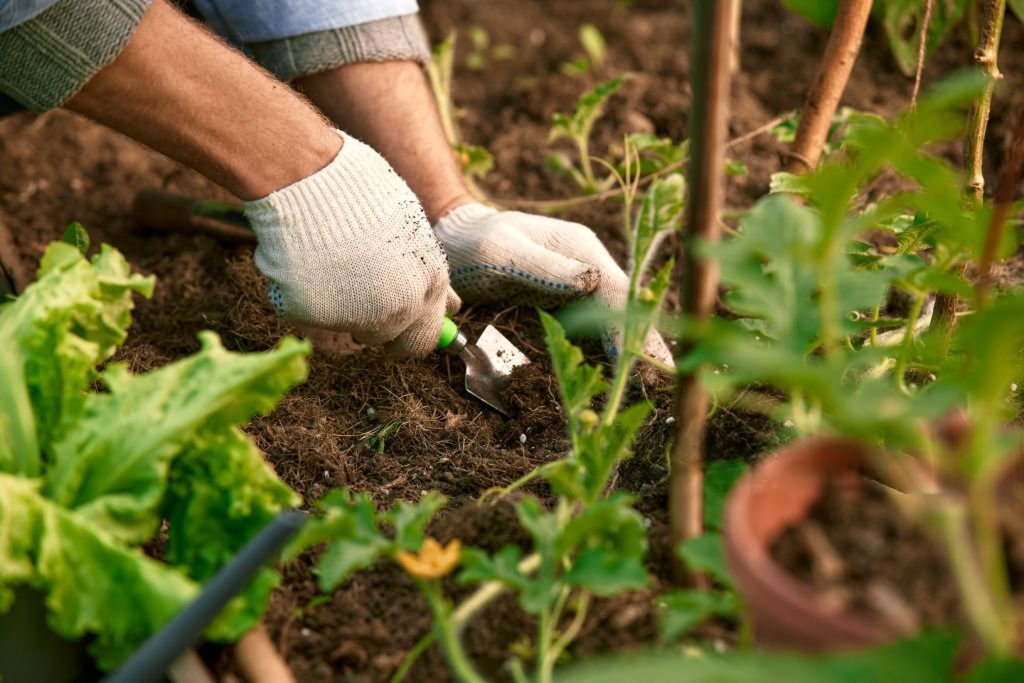 Gardening services