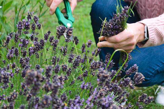 Healthier growth patterns