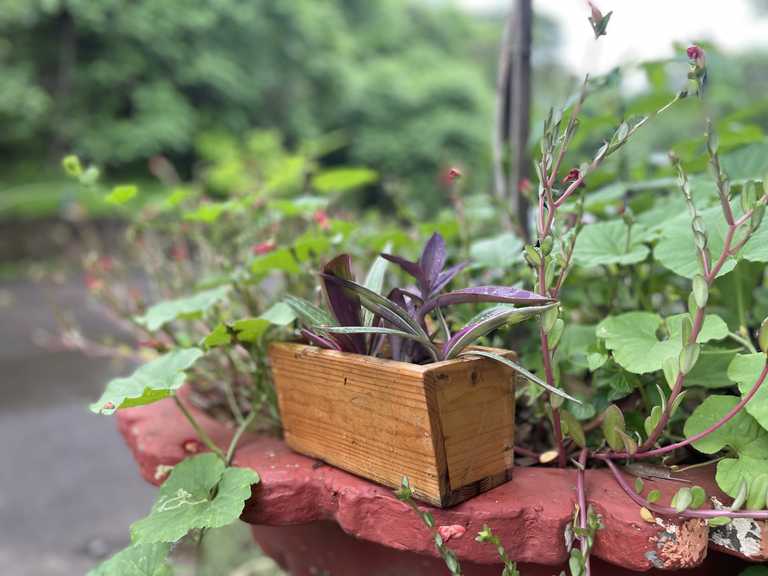 Window planter 1 (1)