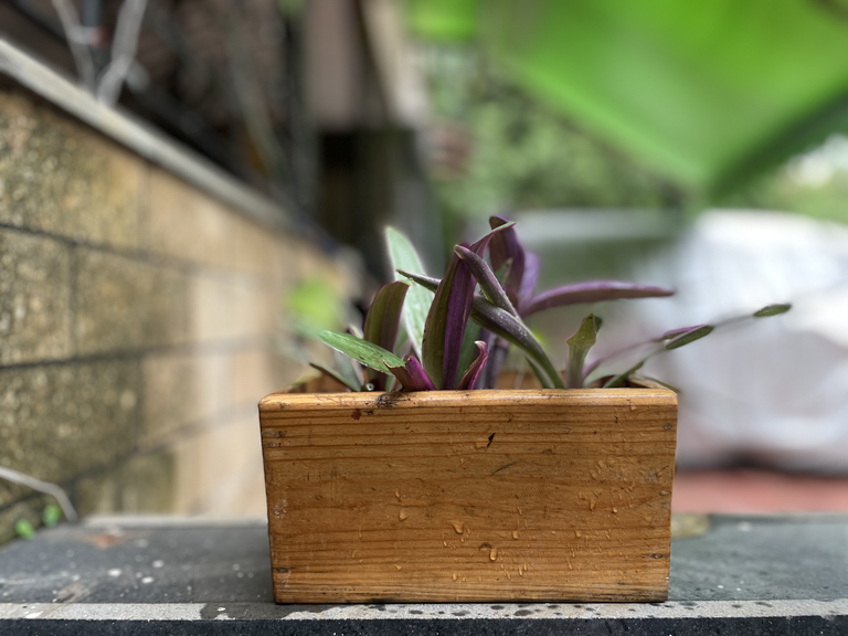 tiny window planter 1